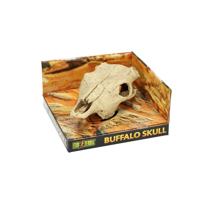 דקורציה גולגולת באפלו אקזוטרה